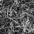 Black Crinkle Cut
